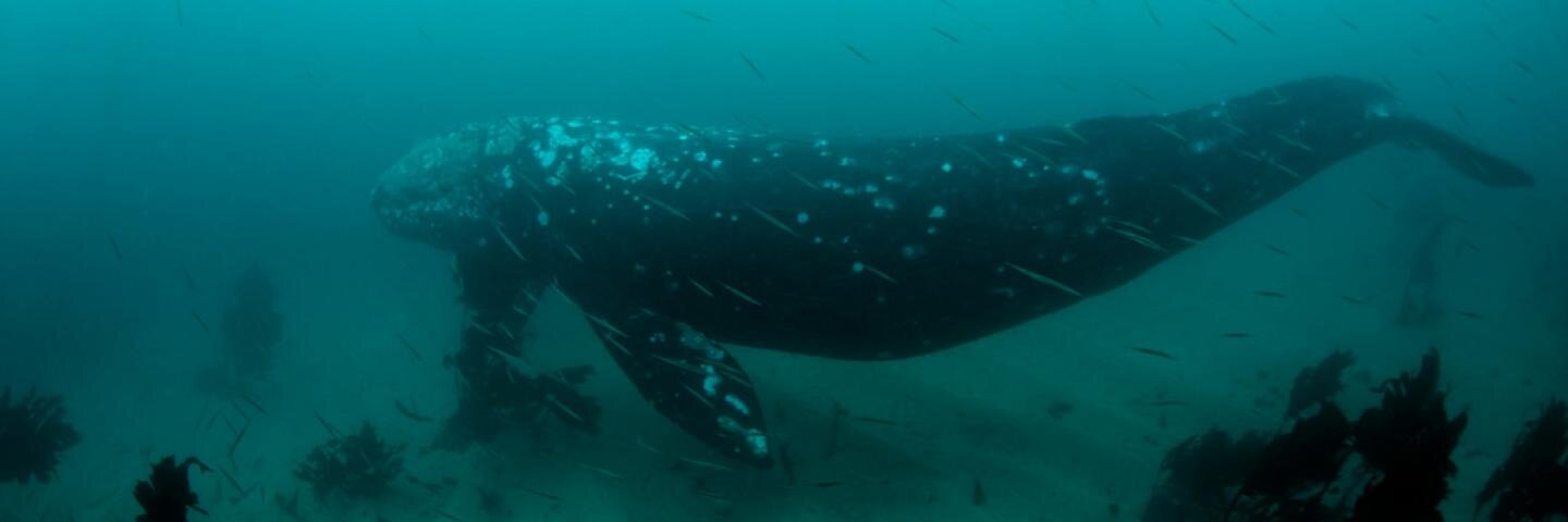 🌊 francesca banner