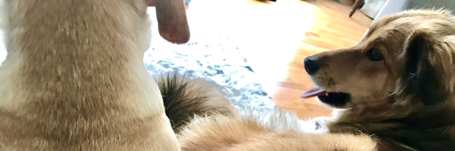 Pitty.Da.Foo banner