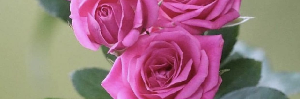 jooo2231's profile banner image