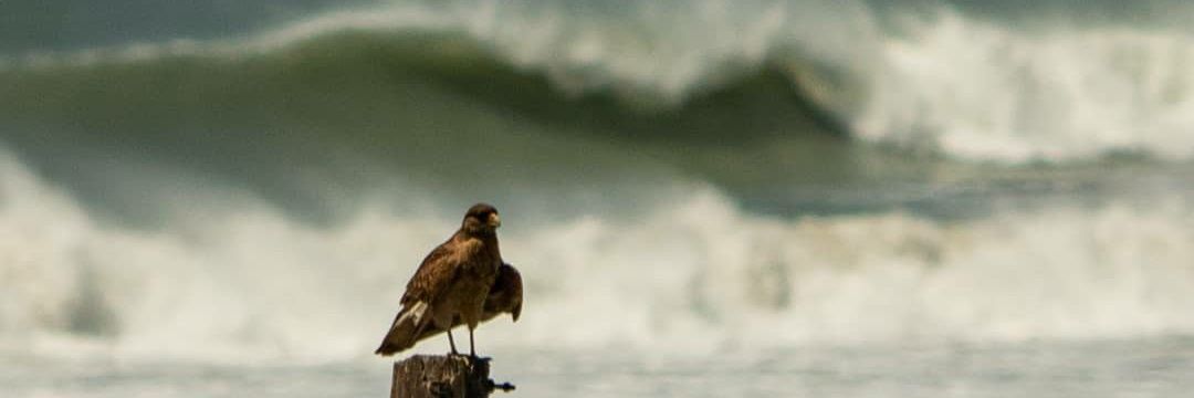 nic_olas_olave's profile banner image