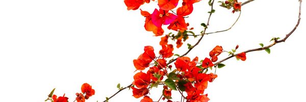 HellaSwag12345 Profile Banner