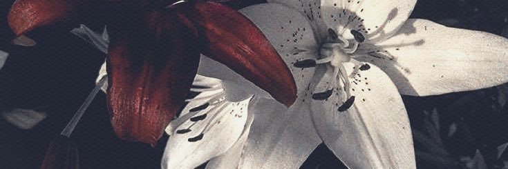 ୨ৎ 𝓬elita banner
