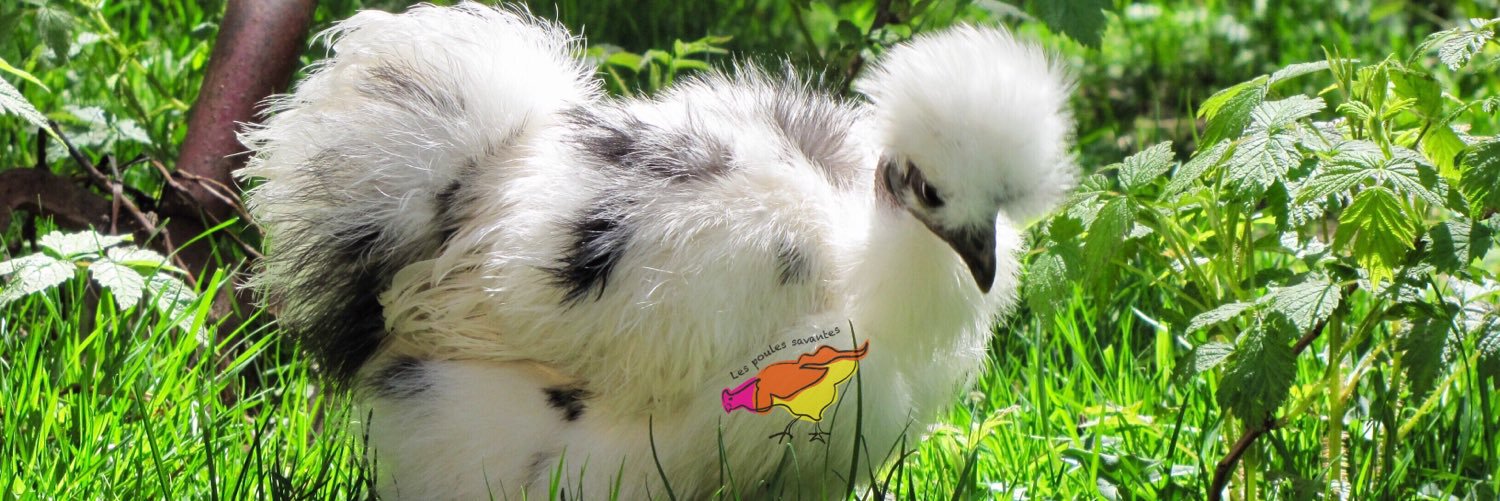 France-Anne Blanchet banner