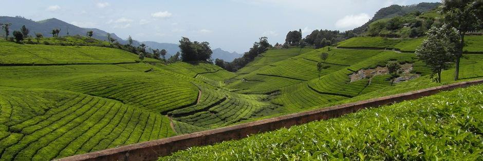 BellevueTea's profile banner image