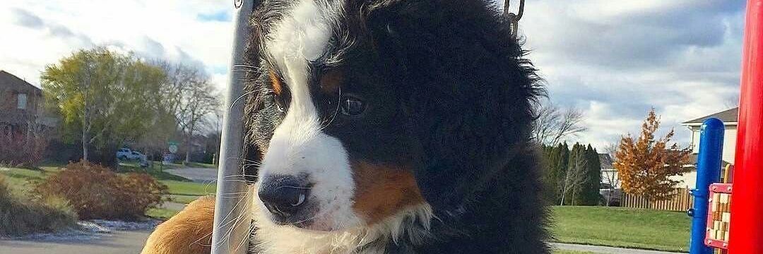 hanbaoooo4 banner