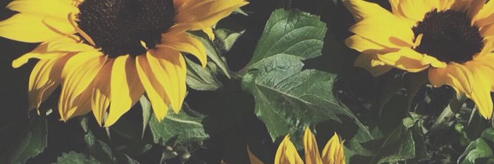 EmilySmith_2's profile banner image