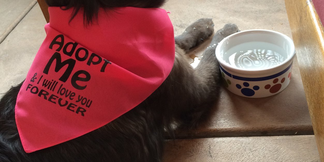 PimaPawsForLife's profile banner image