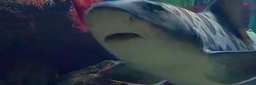 chill dude 68 banner