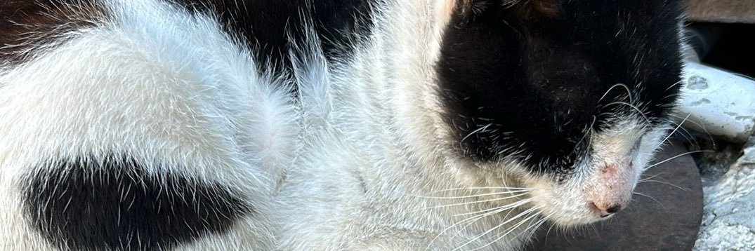 好運猫猫🐏💀🗿👧🐱🐙⏳ banner