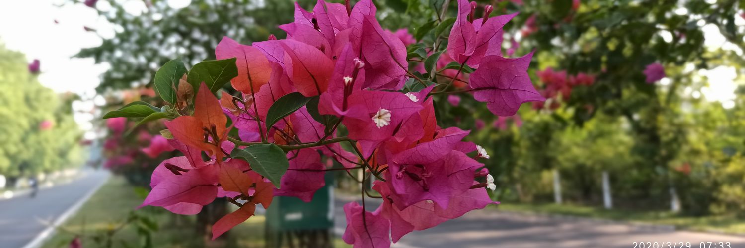 pradeep1923's profile banner image