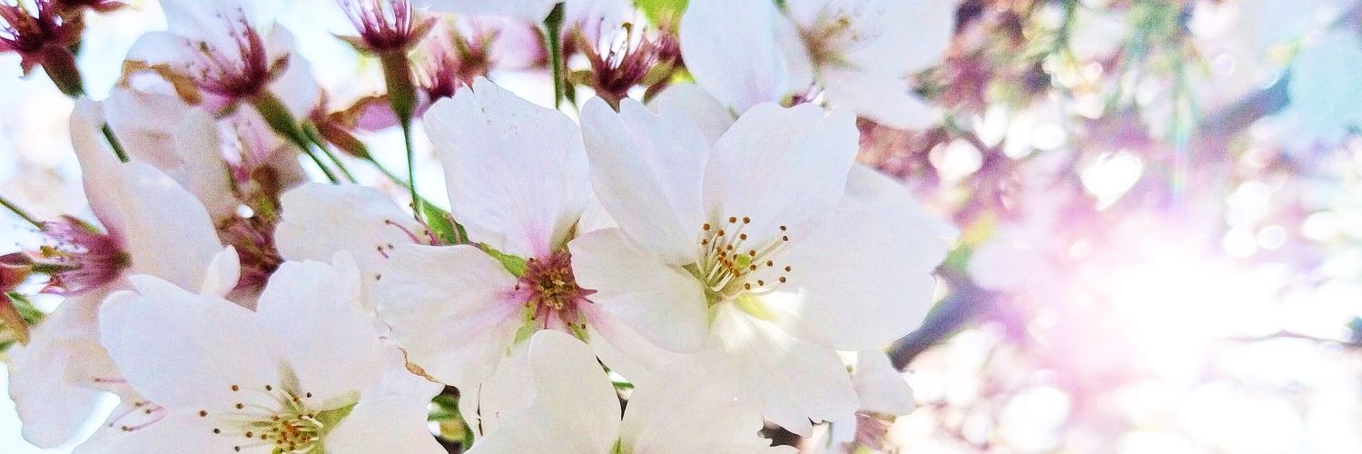 mimimi_bi's profile banner image