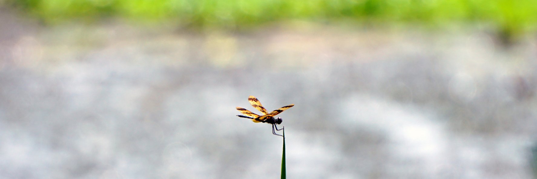 SSBG_JCU's profile banner image