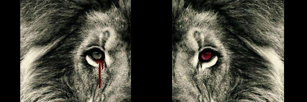 susan harrison banner