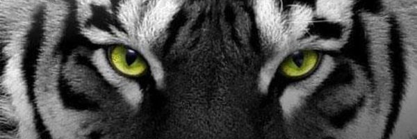 dimtigre67 Profile Banner