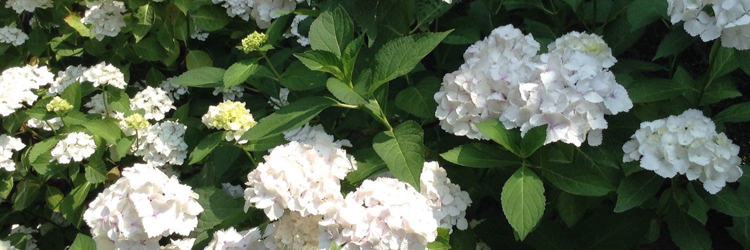 💧😷🟧Sim Falstein … In music we find love👂🎶❤️ banner