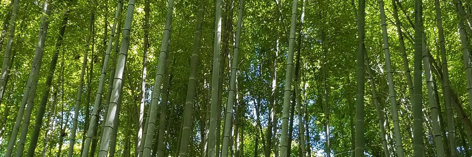ane_mone13's profile banner image