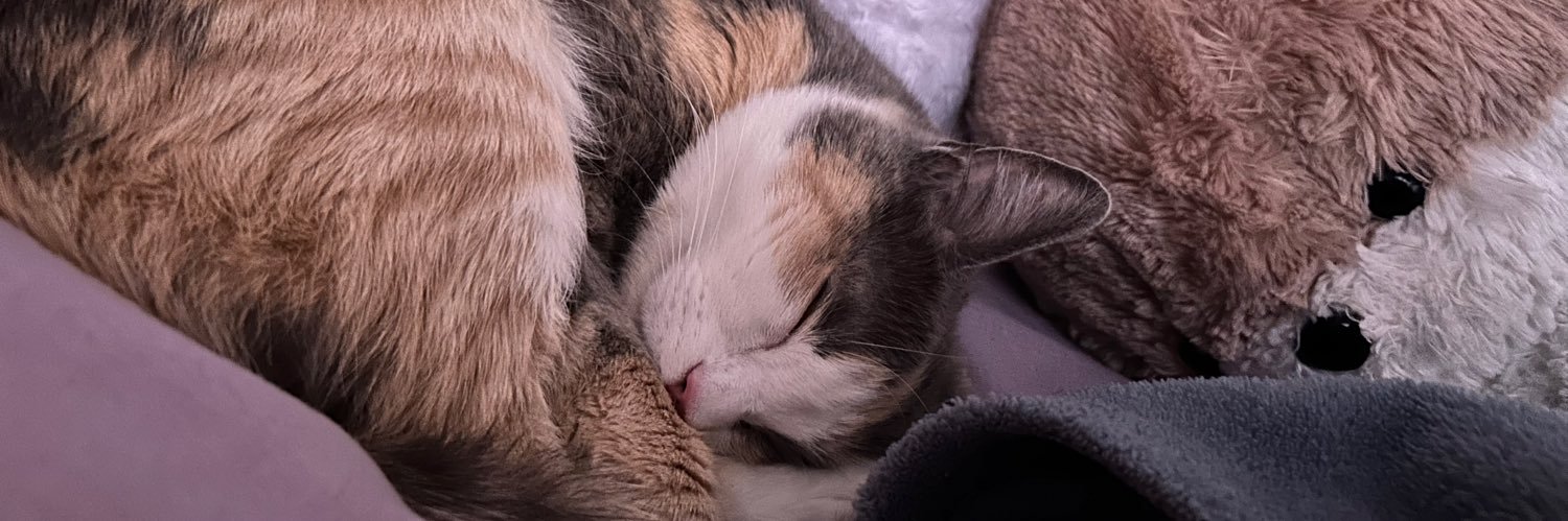 ellie⁷୨ৎ🏒: de novo, amor banner
