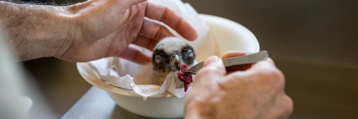 Vulture Conservation Foundation banner