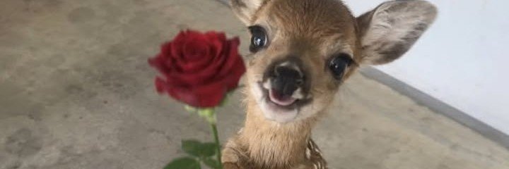 SAOXAa's profile banner image