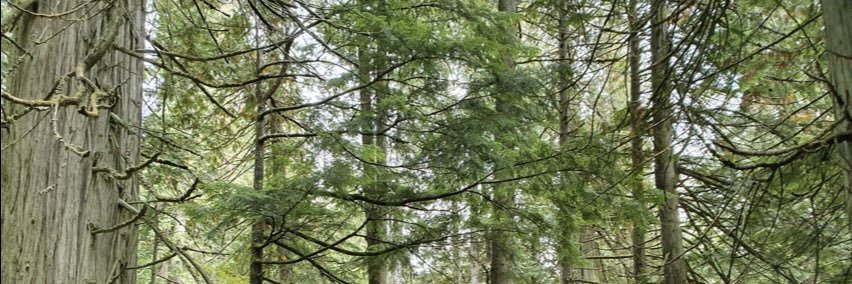 Anne O' Conor banner