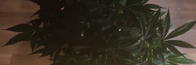 Corridos Ketamina banner