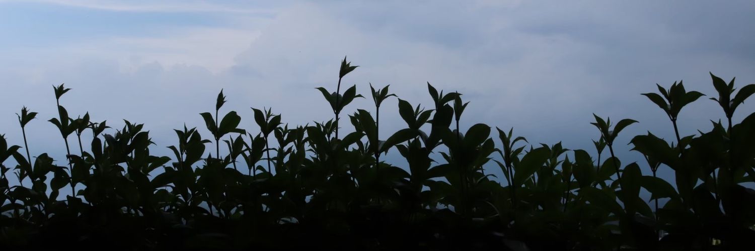frisfrisia's profile banner image
