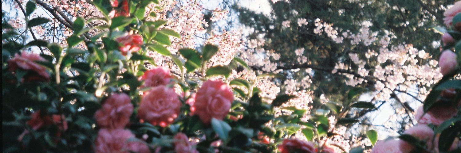 miyuringogogo's profile banner image