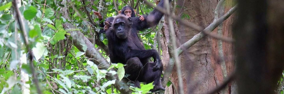 National Forestry Authority-Uganda's banner