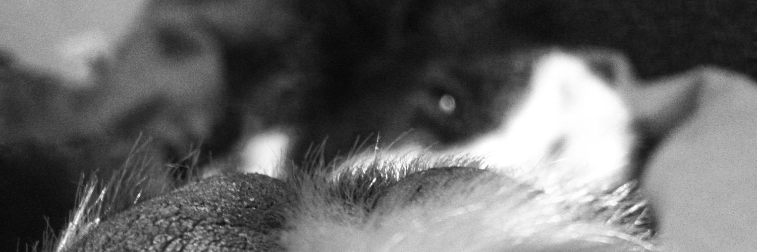 Zoë van Niekerk banner