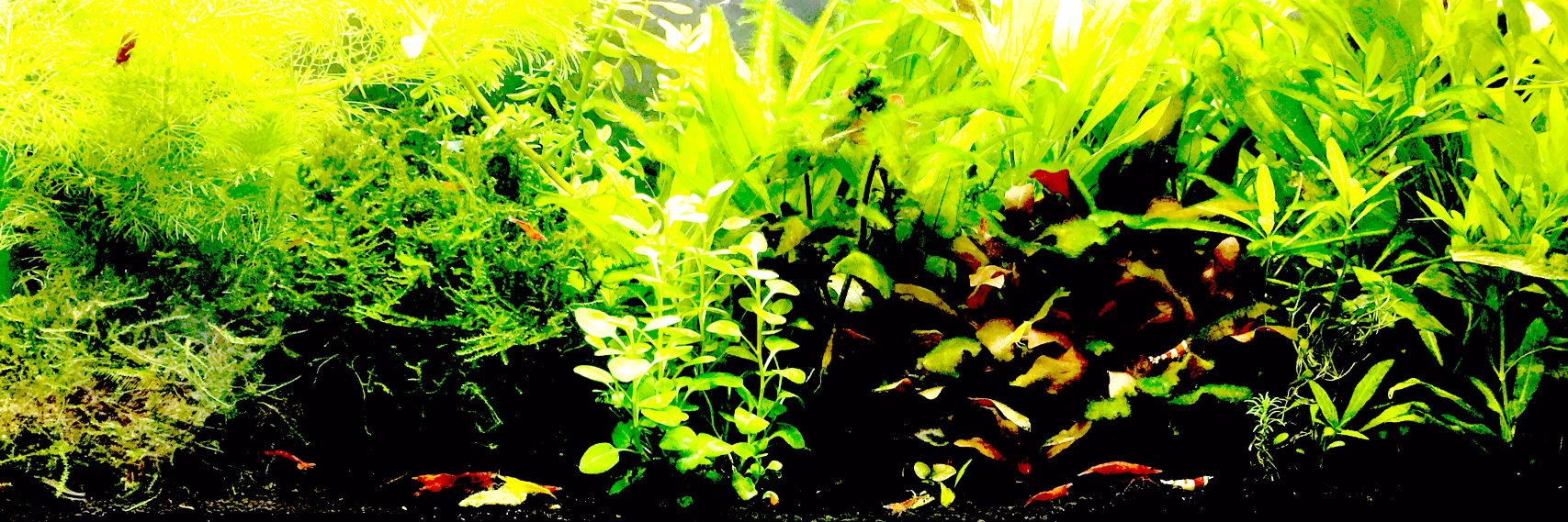 綾墨ふらったぁ🔞🎨🍼 banner