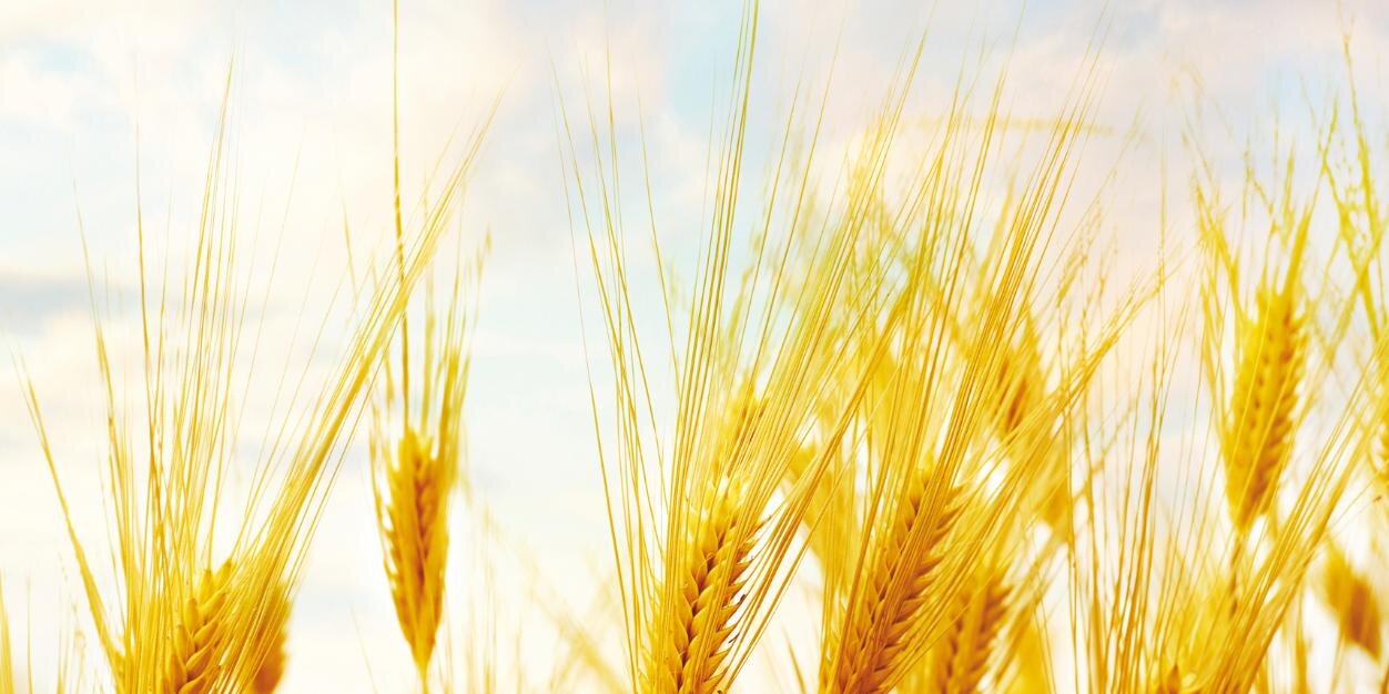 Przemysł Spirytusowy banner