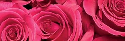 sandrajustel's profile banner image