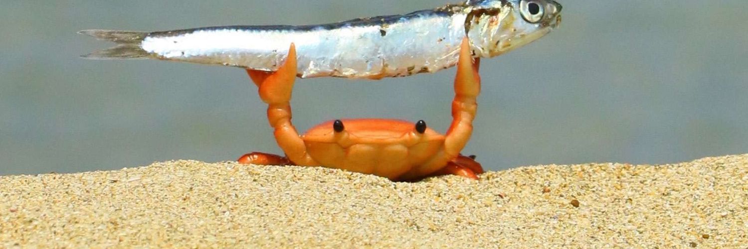 Fish Bro banner