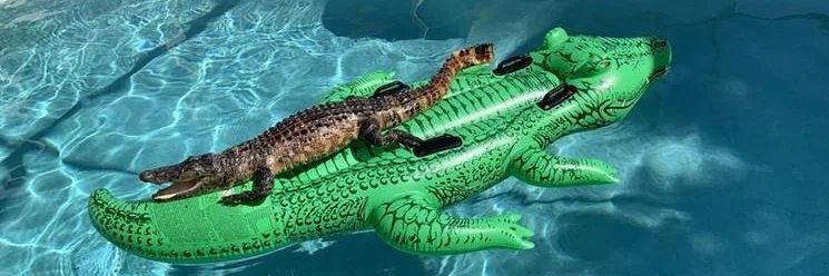 olal 🐊 banner
