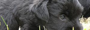 cesky2000's profile banner image
