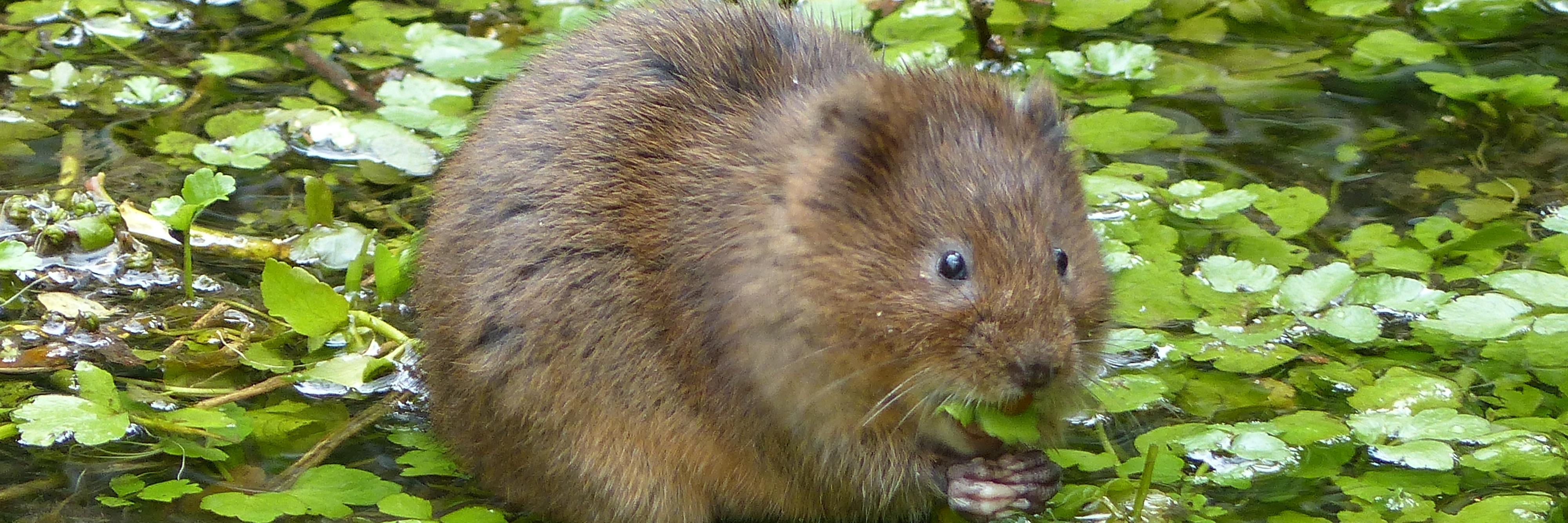 WaterVole's profile banner image