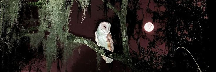 mandystarot's profile banner image