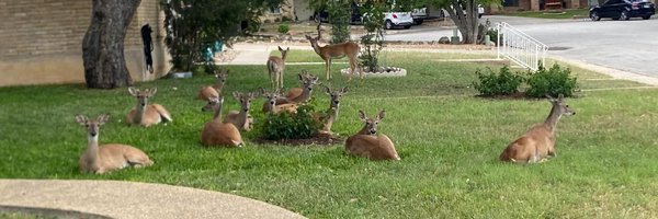 ShouldHaveADeer Profile Banner