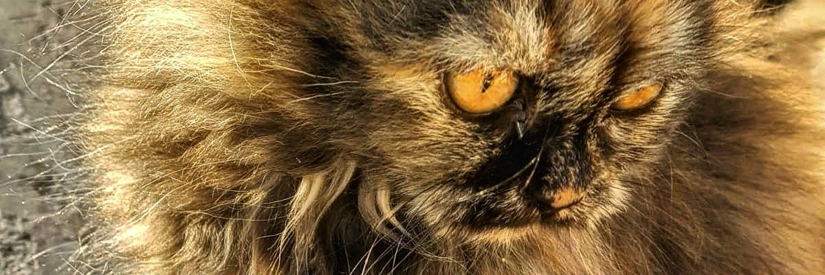 hashimafridi's profile banner image