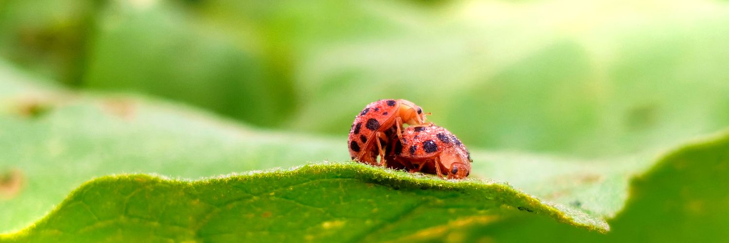 vern || post art everyday until i get rich banner