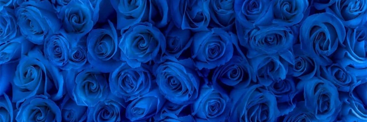 morenaaherrin's profile banner image