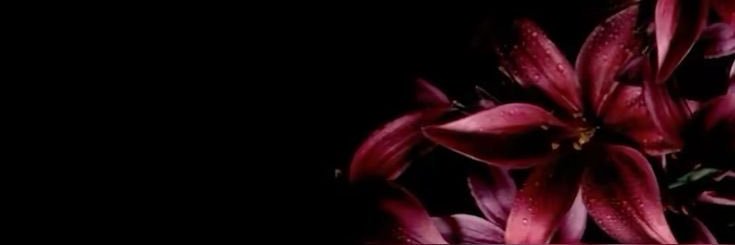 lavi ! banner