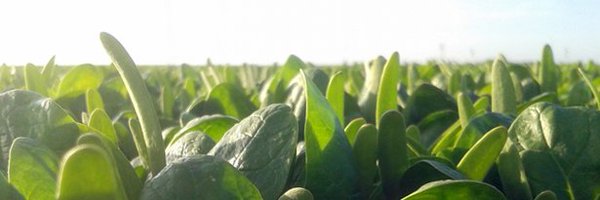 AALLENDEPRIETO Profile Banner