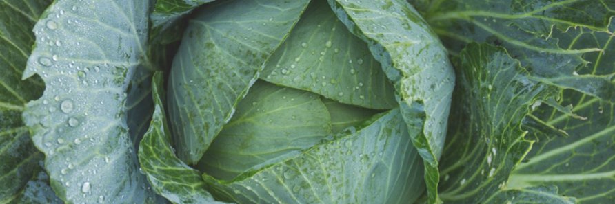 Phoebe Stephens banner