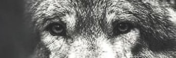 Eyavuz95's profile banner image