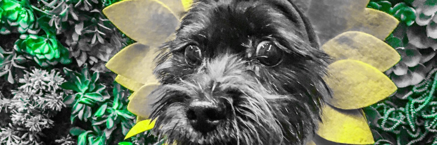 MeghanSaunders's profile banner image