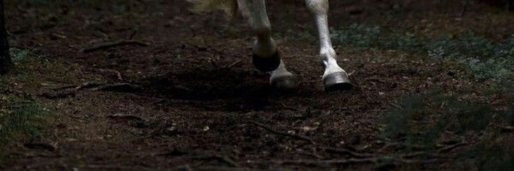 ᛝ barkhart .☘︎ ݁˖ banner
