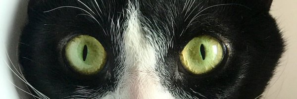 mangoloco111 Profile Banner