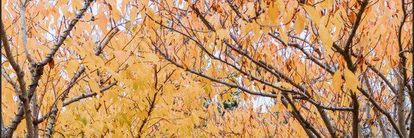 tessamharrison Profile Banner
