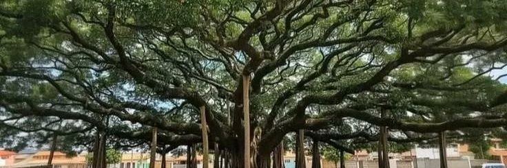 Zelda Fenwick banner